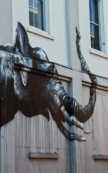 A large, realistic mural of an elephant's head, trunk raised, painted on the exterior wall of a building with white walls and two windows. The painting has a dripping effect at the bottom, giving it a dynamic and artistic look.