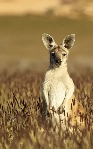 A kangaroo stands upright in a grassy field, looking directly at the camera. The scene is bathed in soft sunlight, and the background is blurred, giving a sense of depth to the natural setting.