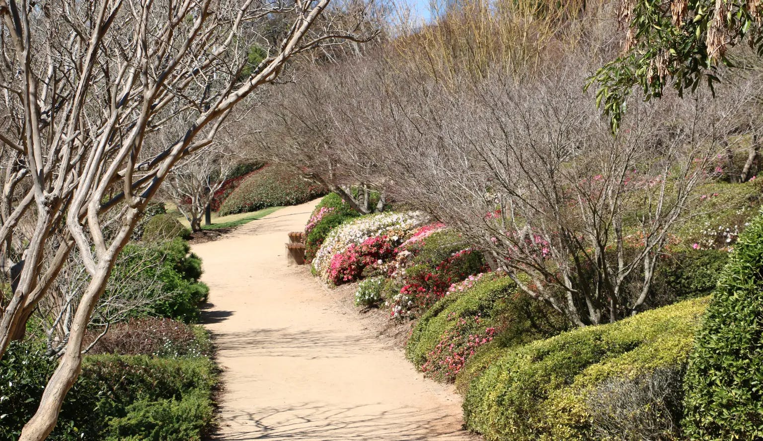 A narrow dirt pathway winds through a garden with blooming pink, red, and white flowers on either side. Leafless trees arch over the path, while various bushes and green foliage line the area. A wooden bench is situated to the left along the trail.