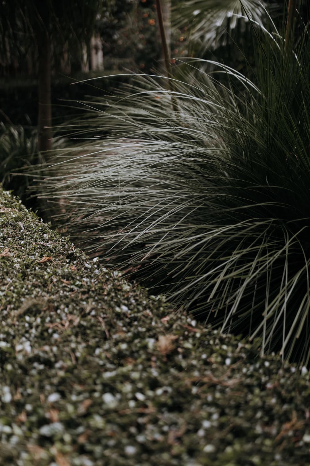 close up of the greenery and foliage in the gabbinbar wedding venue gardens