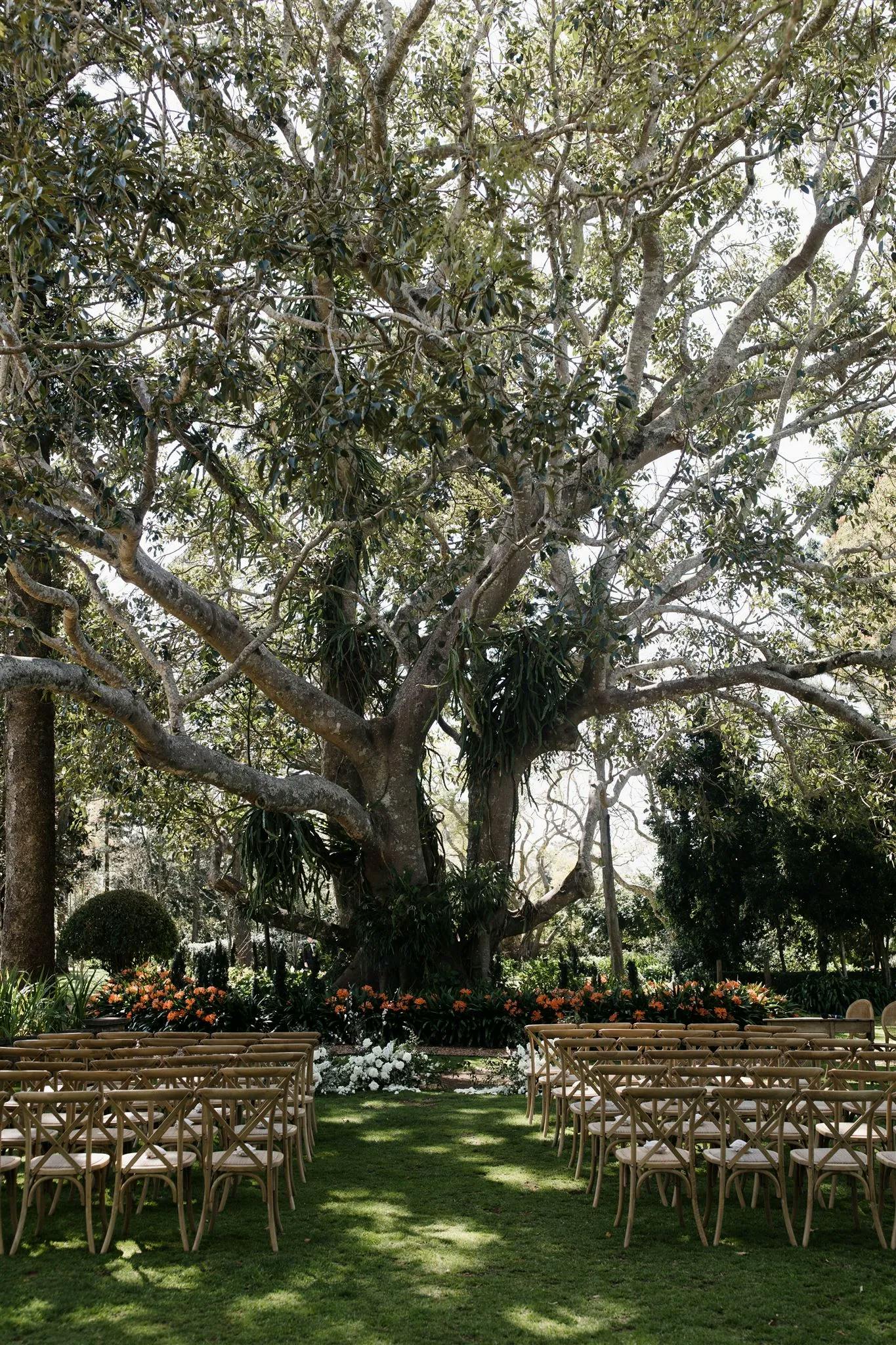 Wedding ceremony held under fig tree