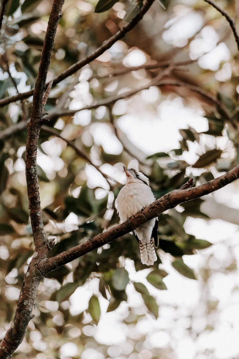 Kookaburra in tree