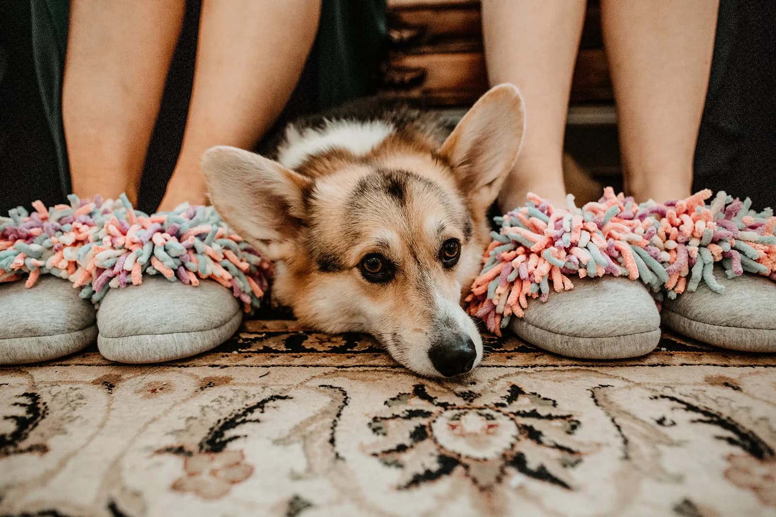 A corgi lies on a carpet with its head resting between two pairs of feet. The feet, adorned in colorful fuzzy slippers, belong to two people sitting side by side. The corgi's attentive eyes and large ears are in focus, creating a cozy and endearing scene.