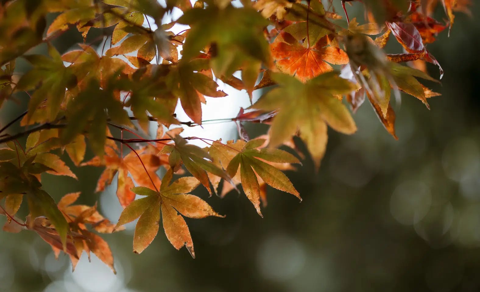 Close-up of autumn leaves on a tree. The foliage shows a mix of green and orange colors, indicating the change of seasons. The background is out of focus, creating a bokeh effect with light and shadows.