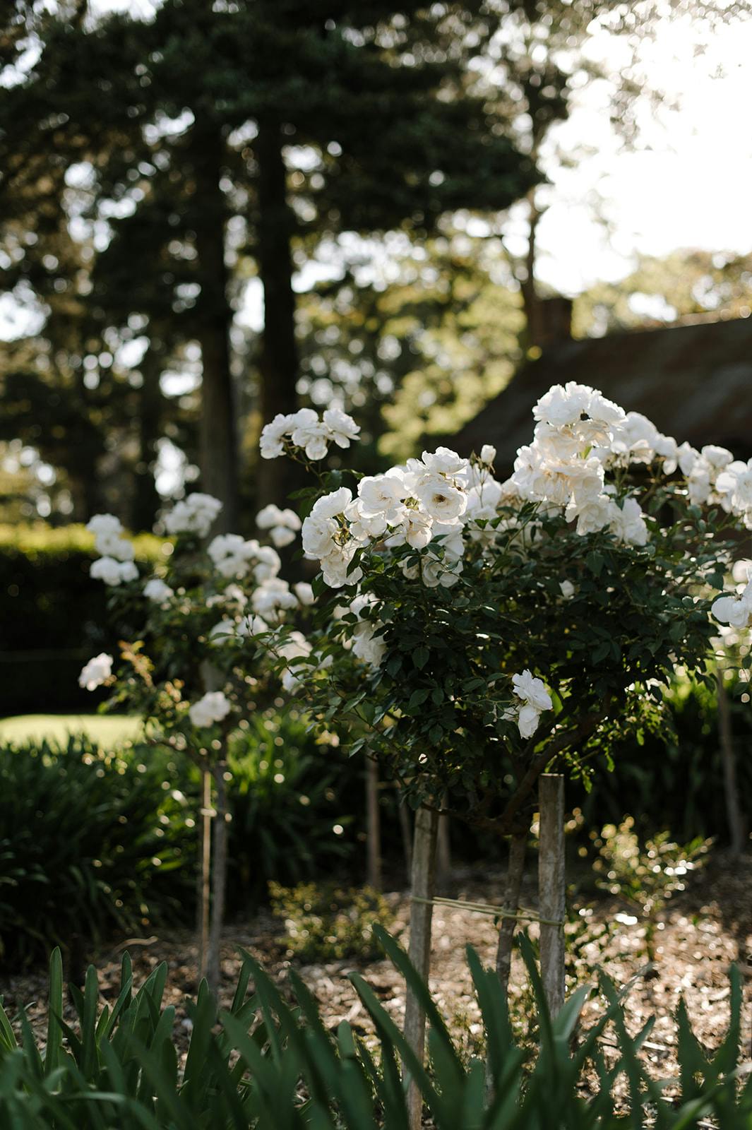 A garden scene with white flowers blooming on tall bushes under the soft sunlight. The background features tall trees and blurred greenery. The overall atmosphere of the image is serene and natural.