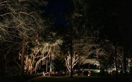 A nighttime outdoor scene shows trees adorned with hanging string lights, illuminating a gathering of people in the background amidst the darkened forest. The warm glow of the lights creates a festive, magical atmosphere.