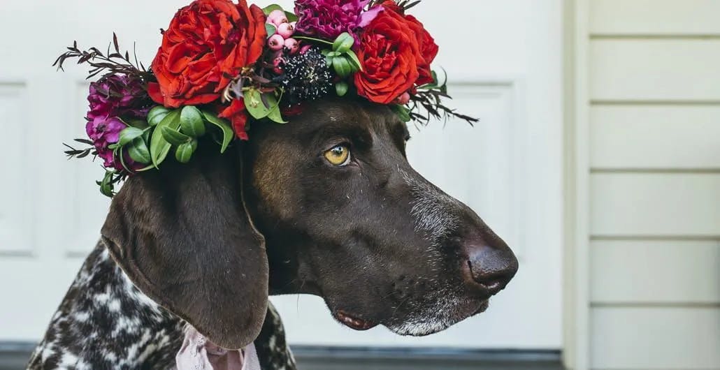 a dog wearing wedding flowers on its head