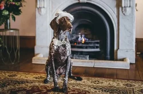 a dog with wedding accessories on