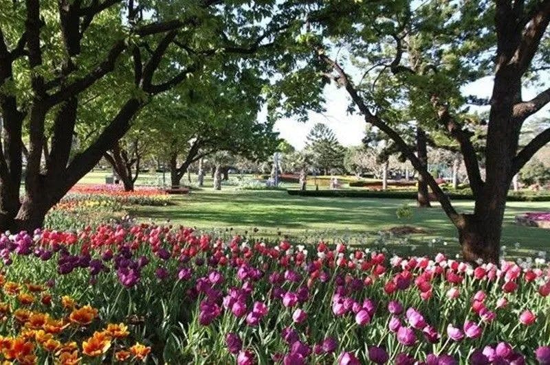 A park with a lush green lawn and large, shady trees. In the foreground, there is a vibrant garden filled with colorful flowers including tulips in shades of purple, pink, and orange. The scene is bright and sunny.