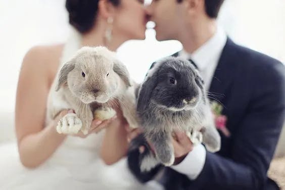 A bride and groom are kissing in the background while holding two adorable rabbits close to the camera. The bride holds a light tan rabbit, and the groom holds a dark gray rabbit. Both rabbits are fluffy and appear calm.