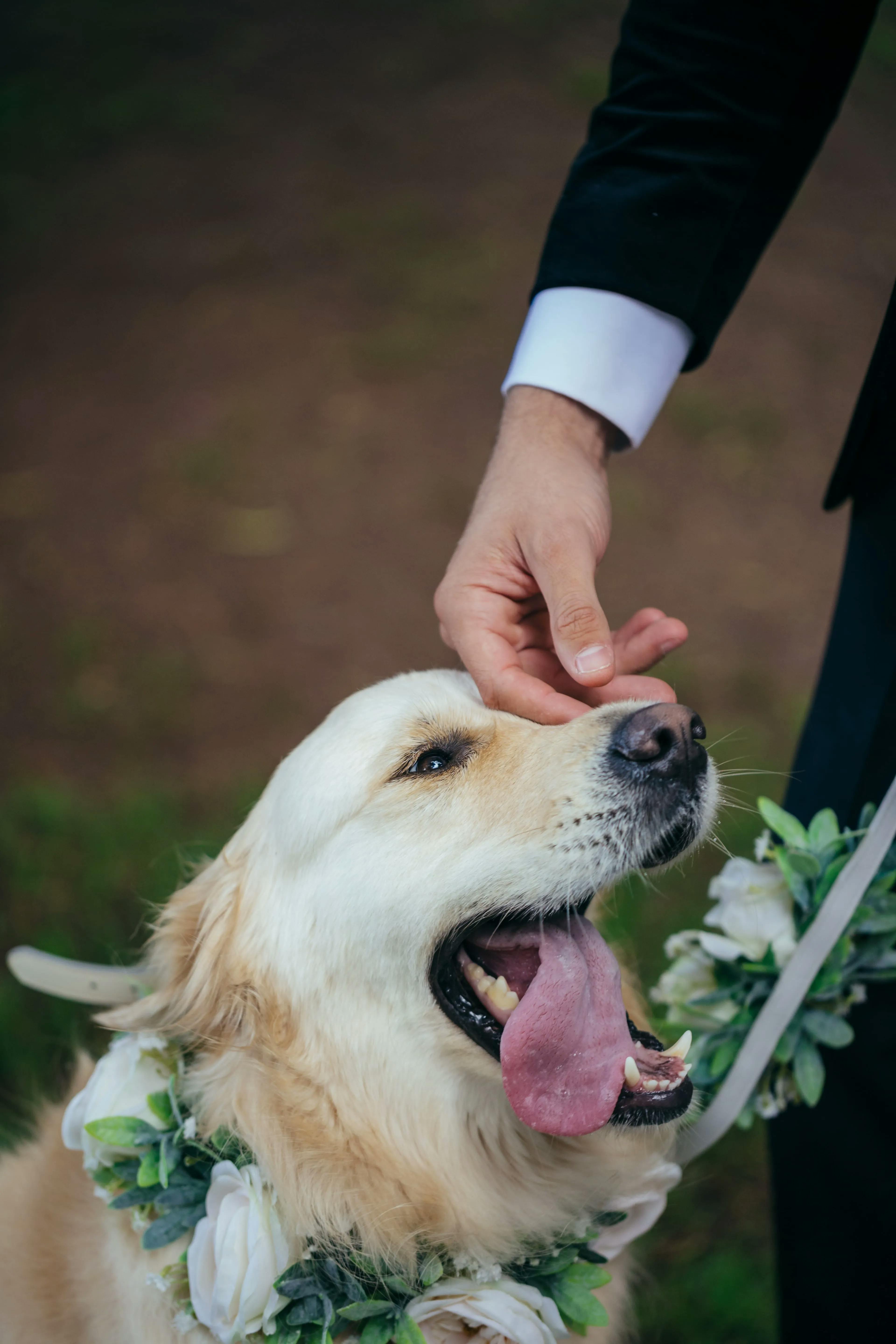 A close-up of a happy golden retriever with its tongue out wearing a floral collar, being gently petted on the head by a person in a suit. The background is blurred, focusing on the joyful expression of the dog and the affectionate gesture.