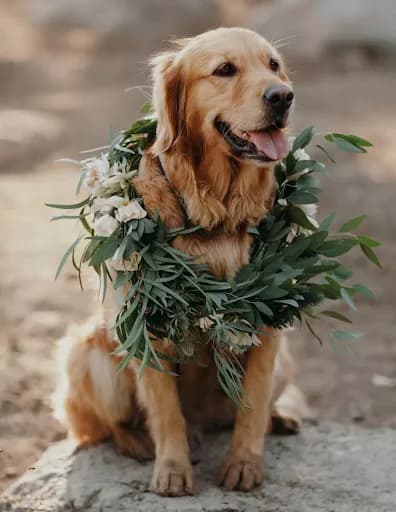 A golden retriever sits on a rock outdoors, surrounded by a wreath of green foliage and white flowers around its neck. The dog appears happy with its mouth open and tongue out, looking slightly to the side. The background is blurred and earthy.