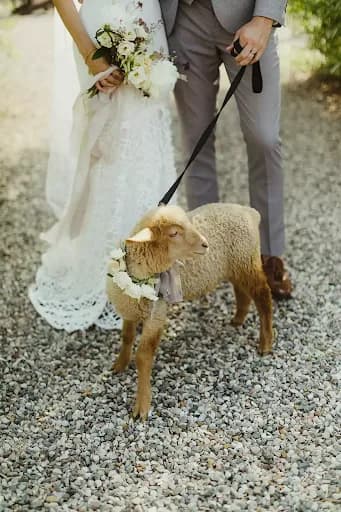 A bride and groom standing on gravel while holding the leash of a small brown sheep adorned with a flower necklace. The bride is wearing a white lace gown and holding a bouquet of white flowers. The groom is in a gray suit. Their heads are not visible in the image.