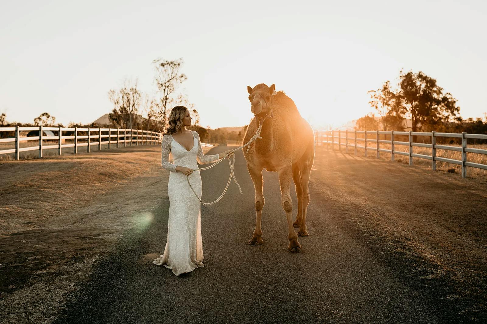 A person in a white dress stands on a paved road at sunset, holding a rope tied to a camel. Wooden fences line both sides of the road, and the glowing sun is setting in the background, casting a golden light over the scene.