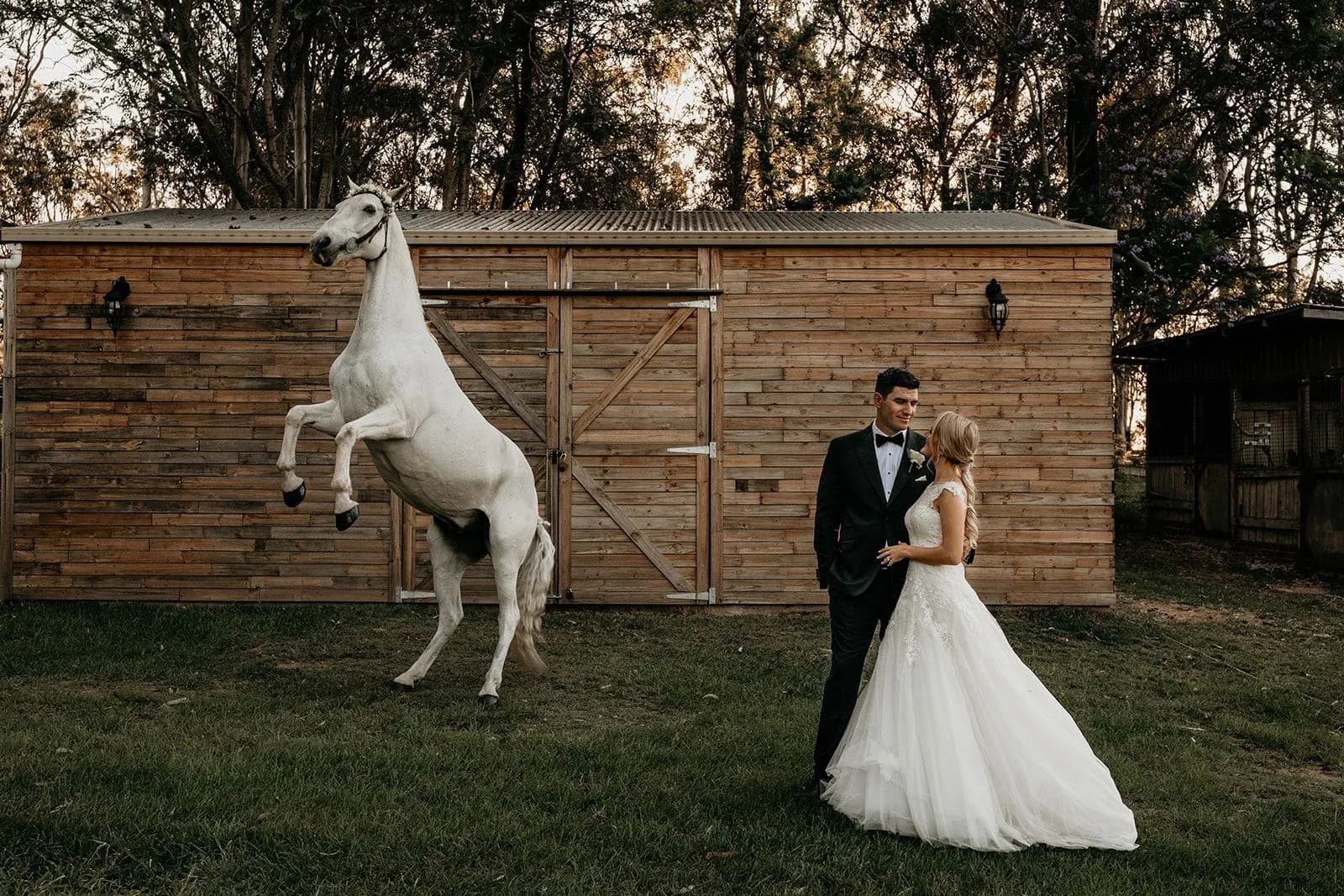 A bride and groom stand gazing at each other in front of a rustic wooden barn. A white horse is rearing on its hind legs nearby, creating a dramatic and enchanting scene. The backdrop is framed with tall trees with evening light filtering through.
