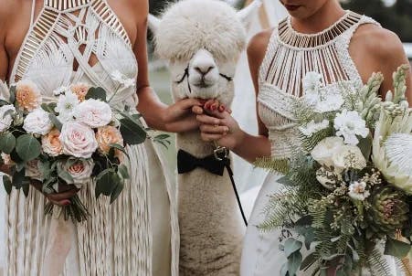 Two people in white, intricately designed dresses hold bouquets of flowers while standing beside a well-groomed alpaca wearing a black bow tie. The alpaca appears to be part of the formal, outdoor event.