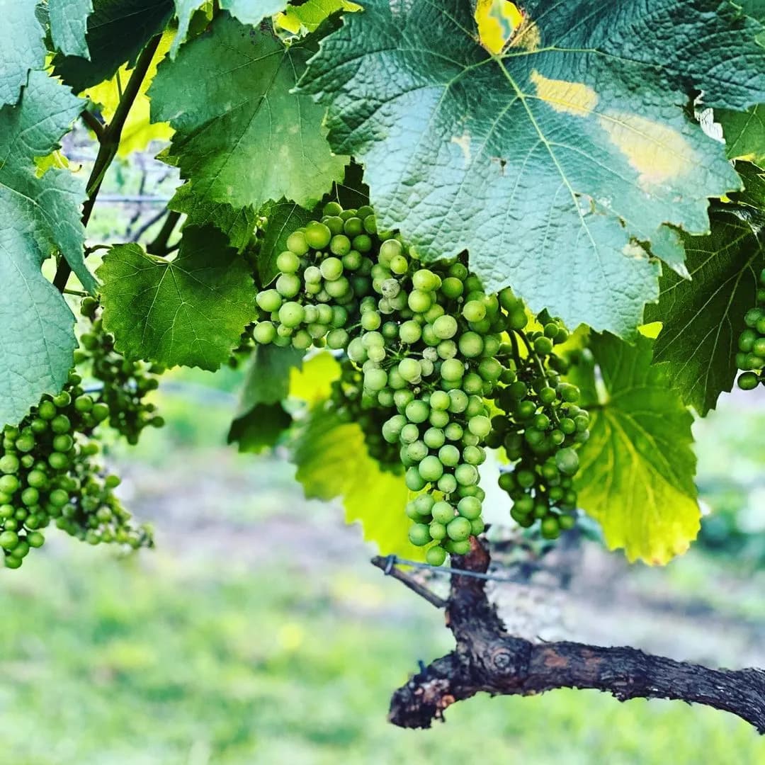 Green grape clusters hanging from a vine surrounded by lush green leaves, with the branch of the plant visible. The background is out of focus, showing a green landscape, possibly indicating a vineyard setting.