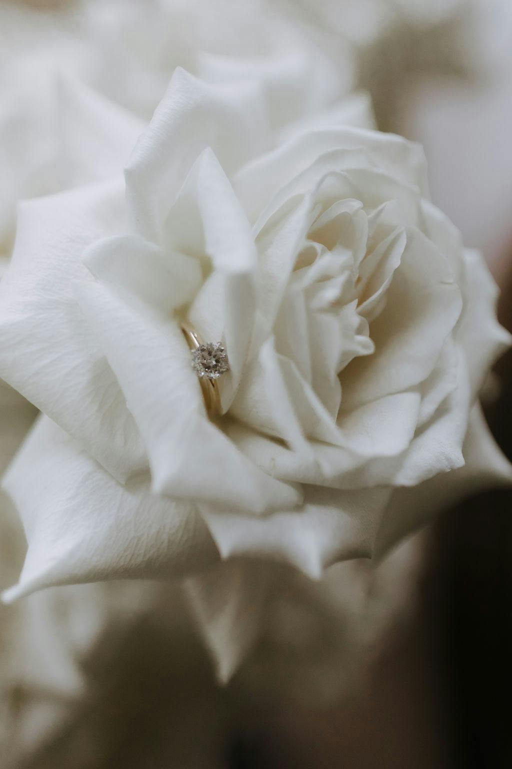 A close-up photograph of a delicate white rose with a gold engagement ring featuring a diamond nestled gently in the center of the flower. The petals of the rose are soft and slightly crinkled, adding texture to the elegant display.