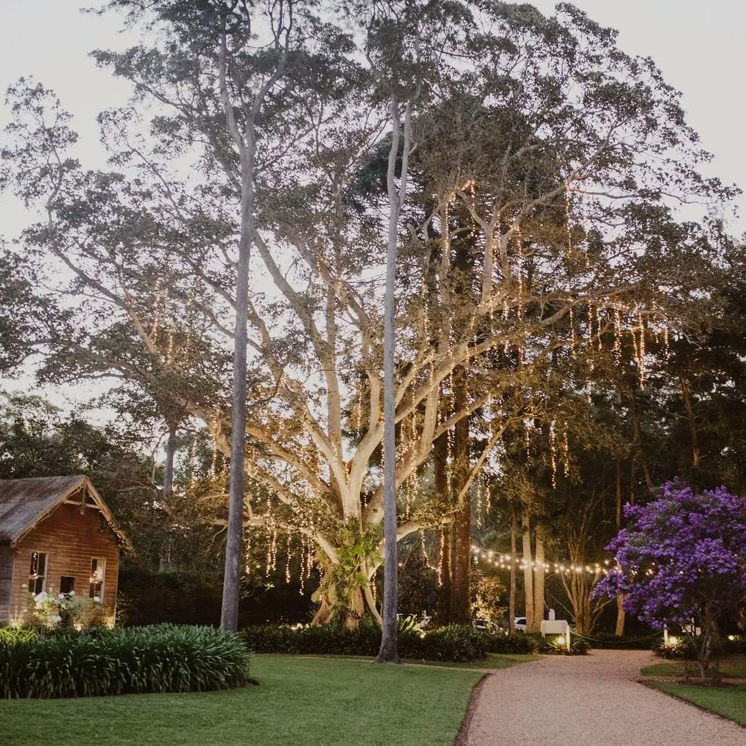 A serene garden scene at dusk featuring a large, illuminated tree adorned with string lights. A rustic wooden shed stands to the left, surrounded by lush greenery. A gravel pathway leads through the garden, with a flowering purple tree on the right.