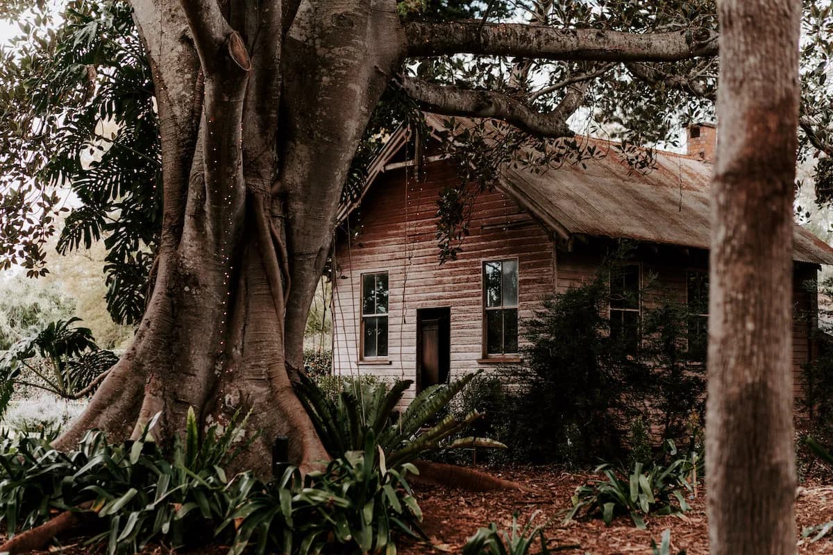 A rustic wooden house partially hidden by a large, ancient tree with expansive roots. The tree's branches stretch across the scene, with some small lights strung around the trunk. Surrounding the tree and house are lush plants and fallen leaves.