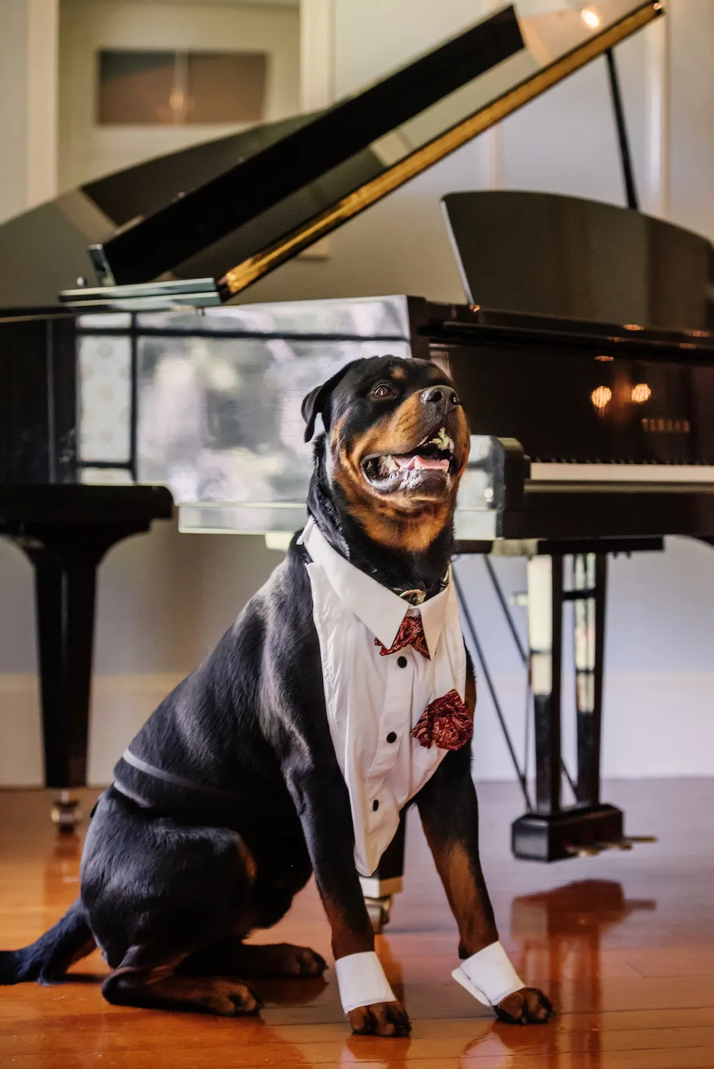 A Rottweiler dog dressed in a formal white shirt with a bow tie and cuffs sits on a wooden floor in front of a black grand piano. The dog appears to be smiling with its mouth open and tongue slightly out.