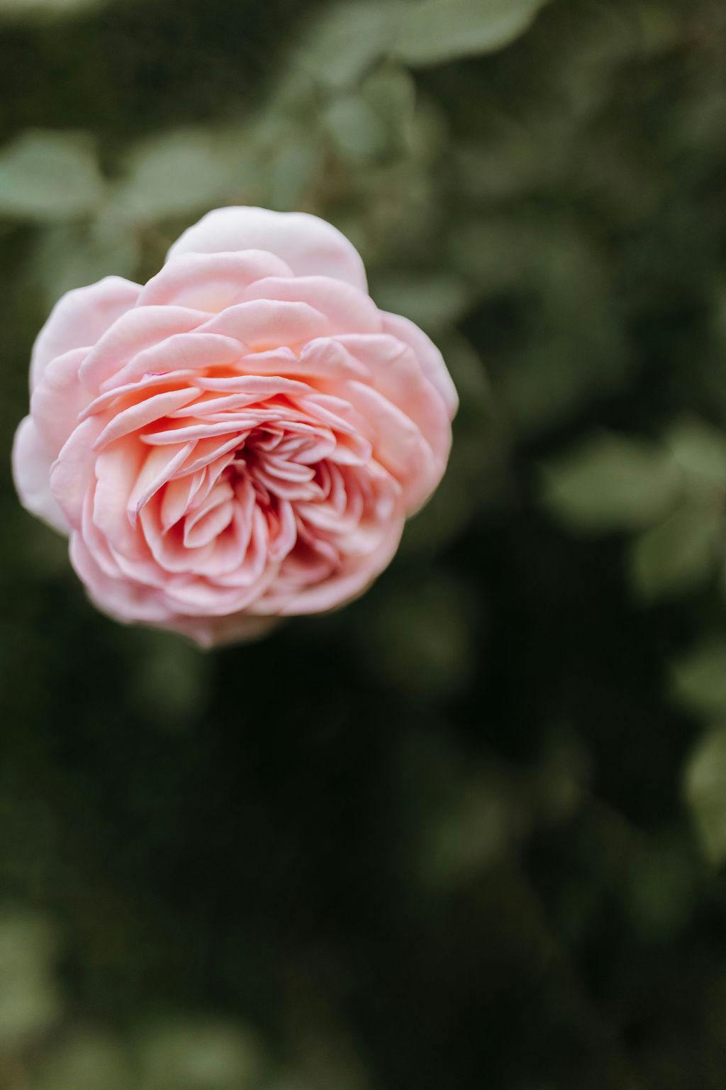 A close-up view of a single blooming pink rose against a blurred green background. The intricate petals are delicately layered, showcasing the flower's natural beauty.