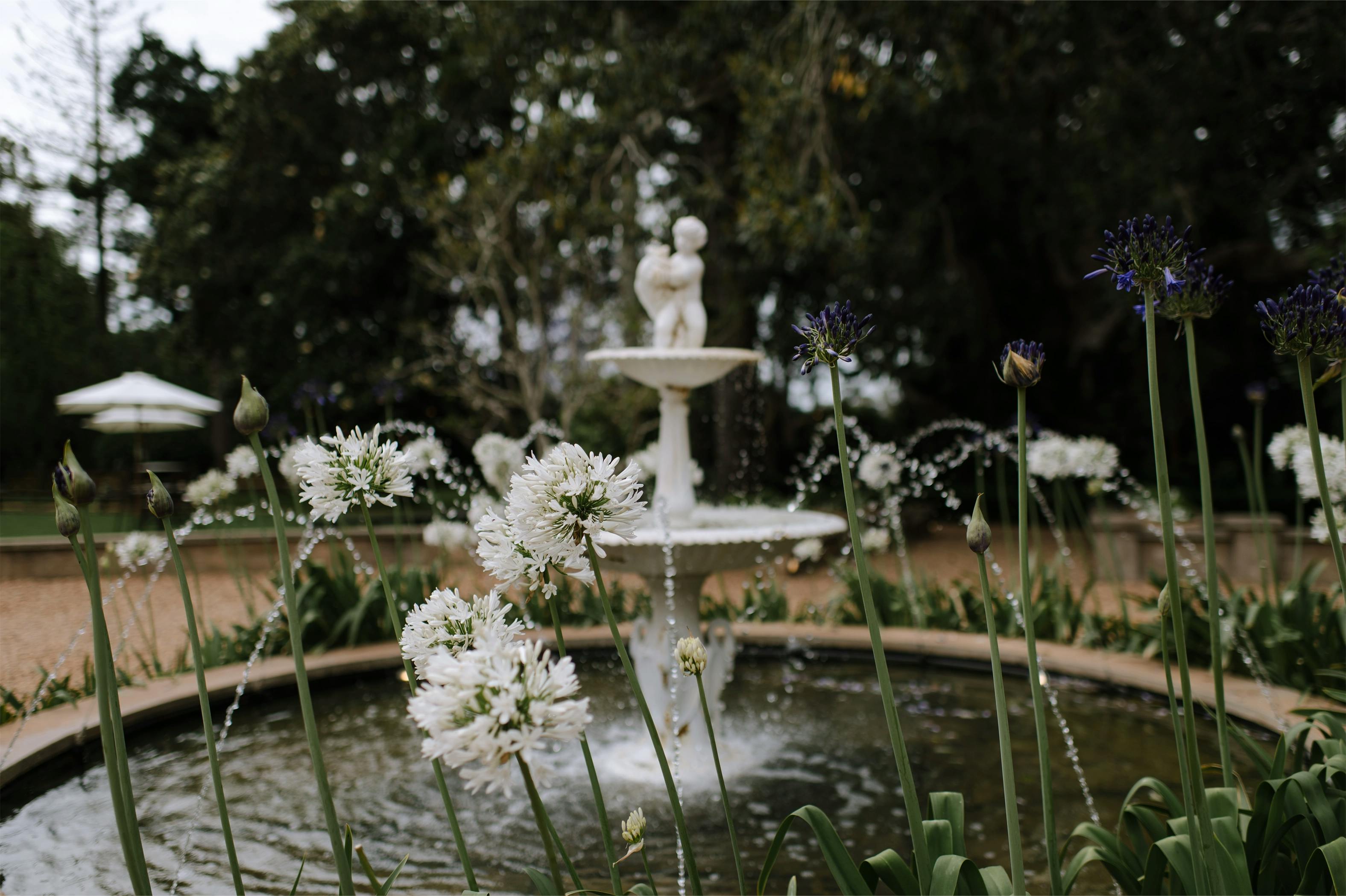 Fountain wtih agapanthus