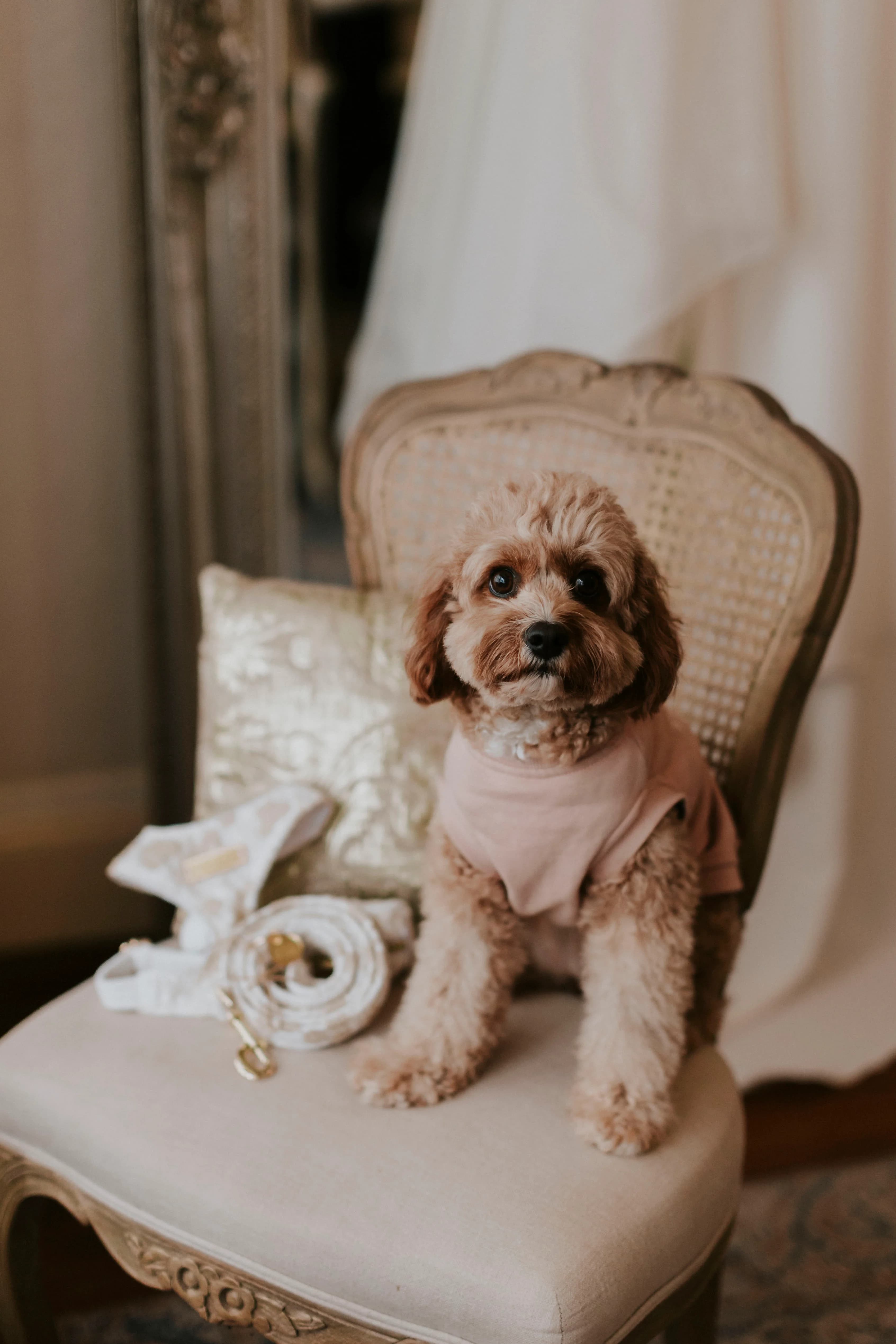 A small brown curly-haired dog sits on an elegant, vintage chair. The dog wears a light pink shirt, and beside it is a gold cushion and a white leash with a bow. The background shows part of a mirror and a draped white fabric.