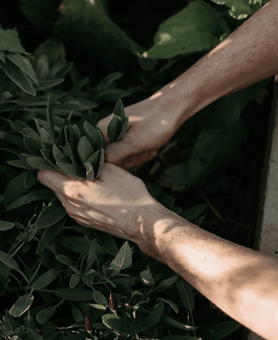 Farm to table produce