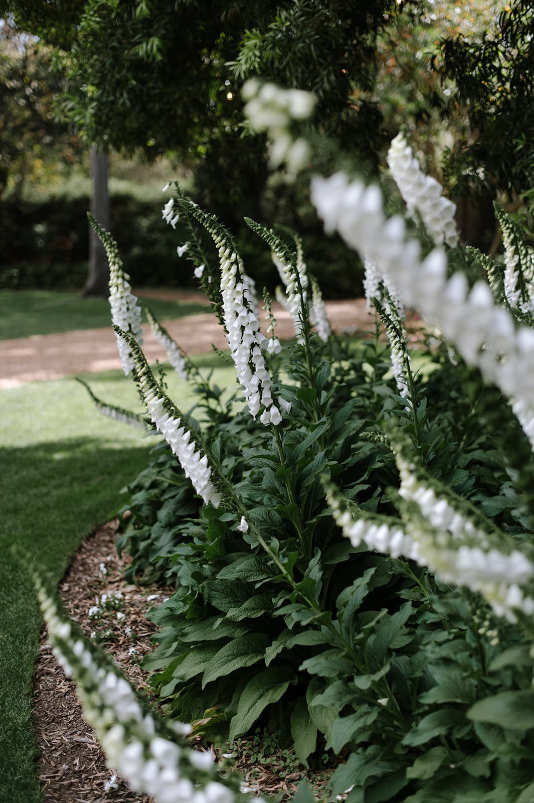 A garden scene features a bed of tall, white foxglove flowers with lush green leaves, set against a backdrop of trees and a path winding through the foliage. The foxgloves' bell-shaped blooms stand out delicately against the greenery.