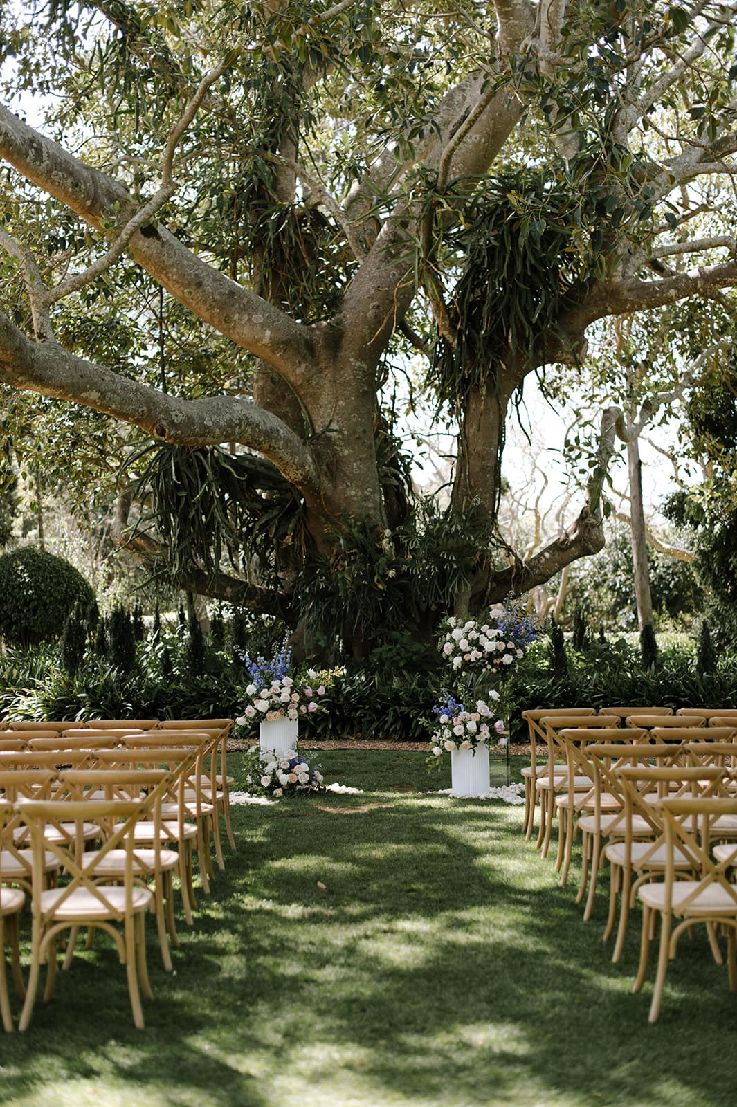 A wedding ceremony setup outdoors with rows of wooden chairs facing a large, sprawling tree decorated with white and blue flowers and greenery. The scene is lush with greenery and bathed in natural sunlight.