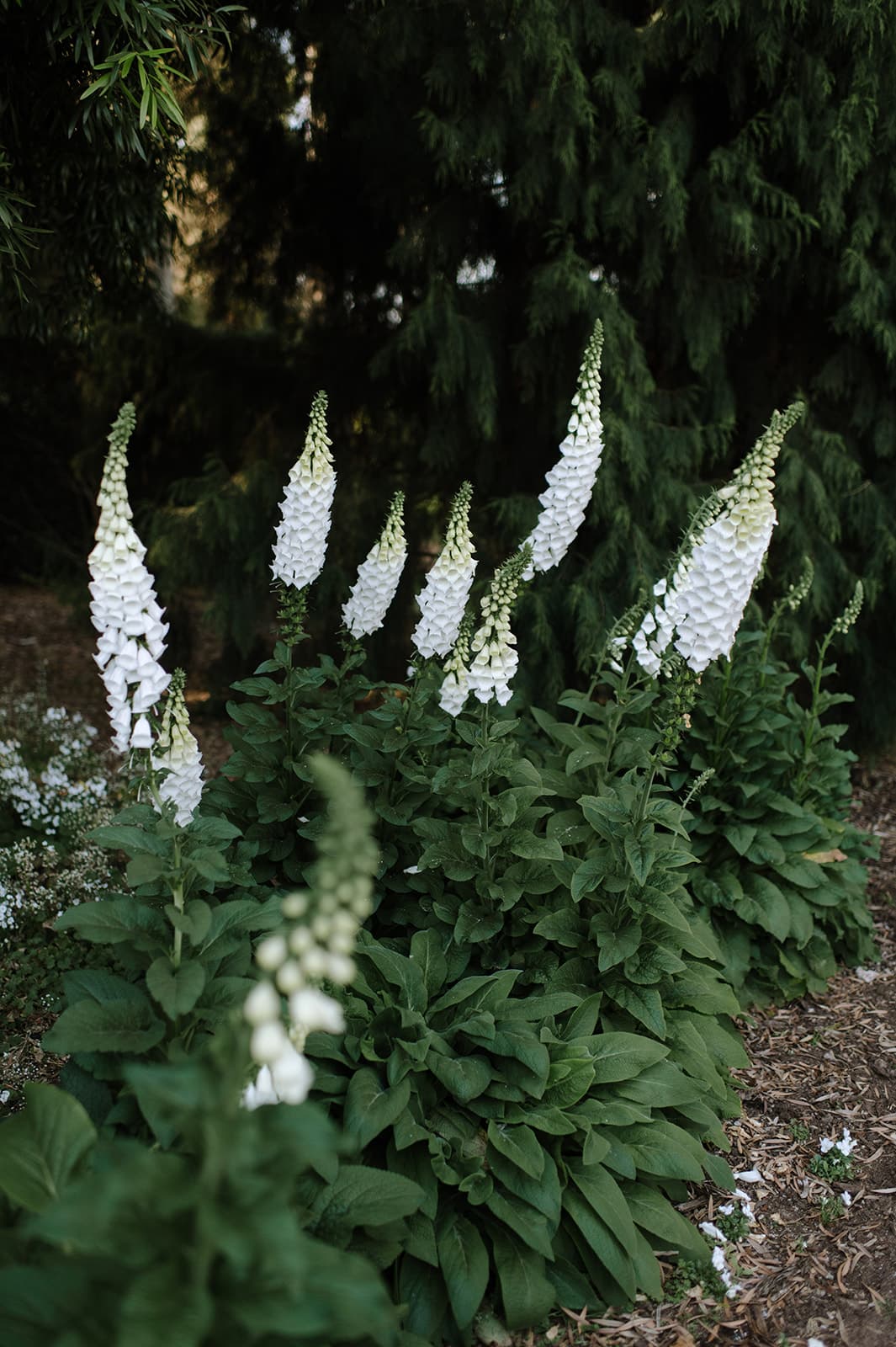 A cluster of white foxglove flowers with tall, bell-shaped blooms stands amidst lush green foliage. The background features dense, dark green coniferous trees, adding a contrasting backdrop to the elegant, upward-reaching flowers.